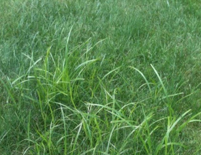 Grass-Like Weed