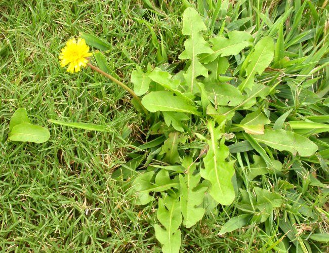 Weed With Yellow Flower