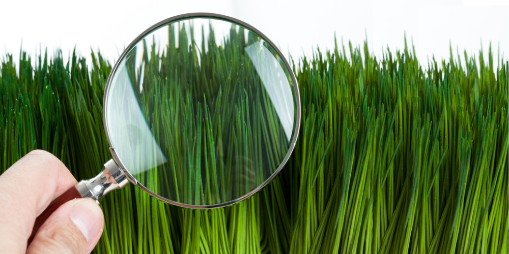Animated image of person using magnifying glass to look at lawn 
